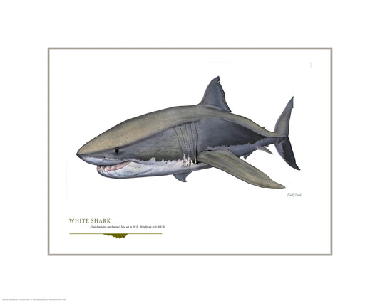Great White