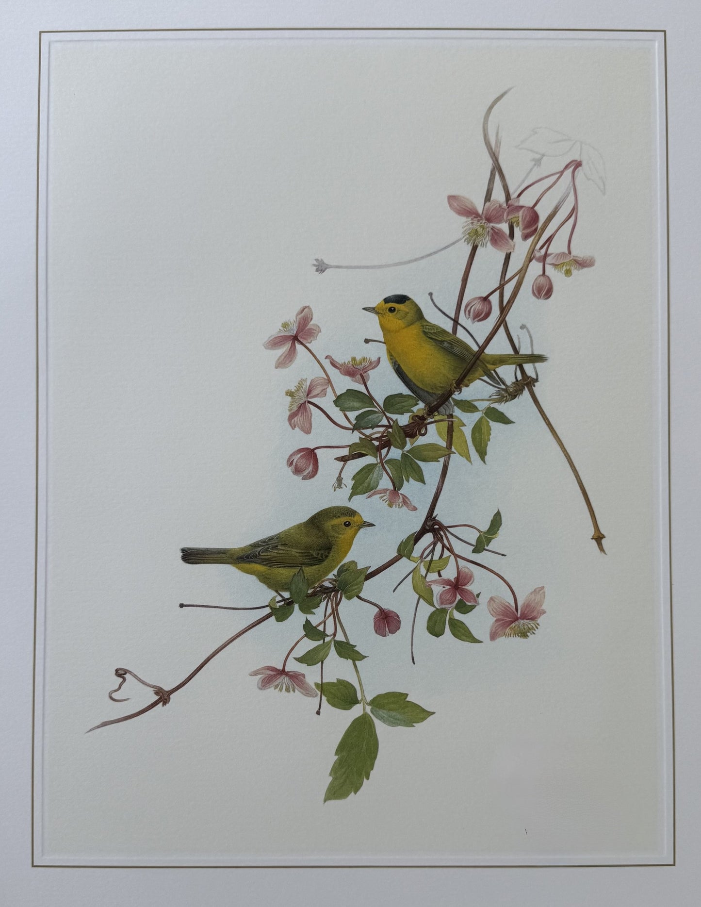 Wilson's Warbler
