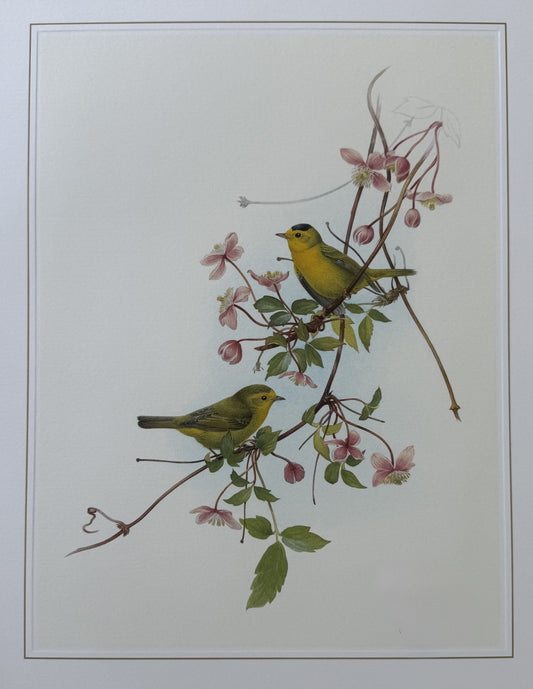 Wilson's Warbler