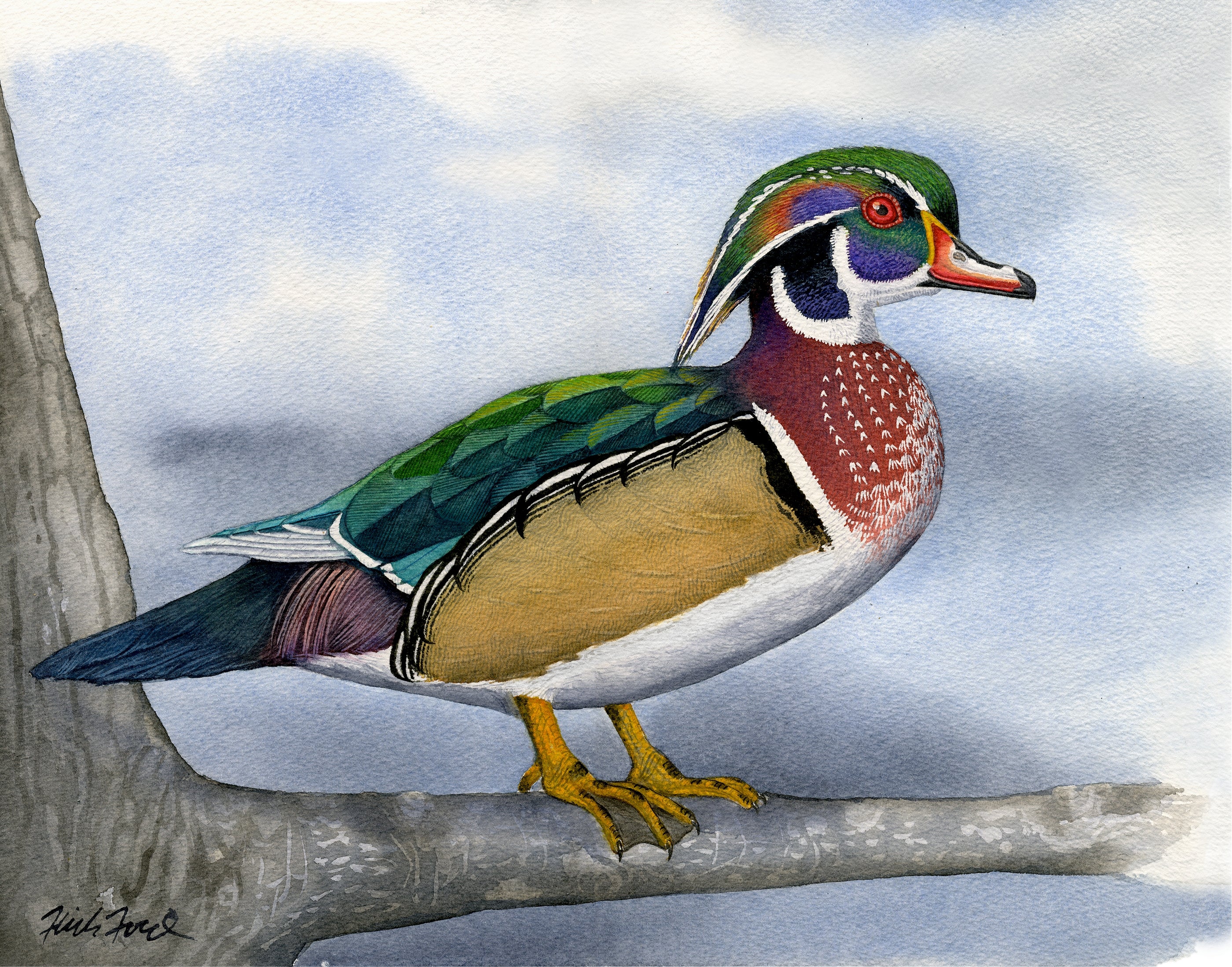 Wood Duck - Limited Edition Fine Art | Greenwich Workshop