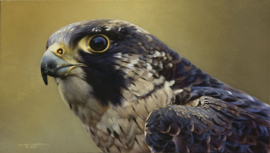 Peregrine Falcon Portrait