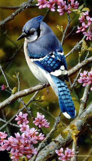 Flash of Sapphire - Blue Jay