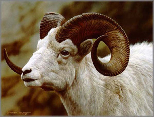 Dall Sheep Portrait