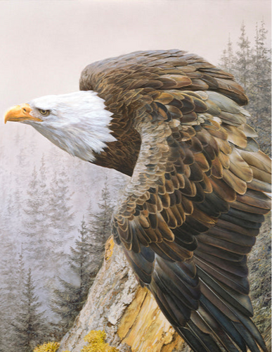 Best Selling Wildlife