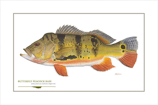 Butterfly Peacock Bass