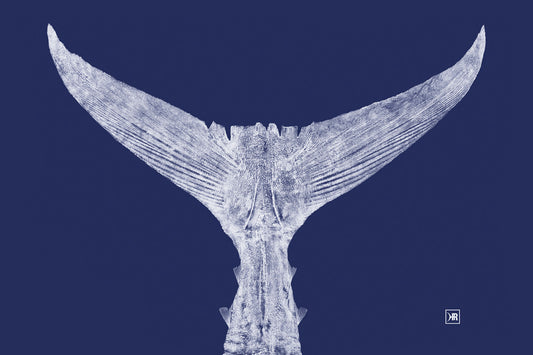 Atlantic Bluefin Tuna