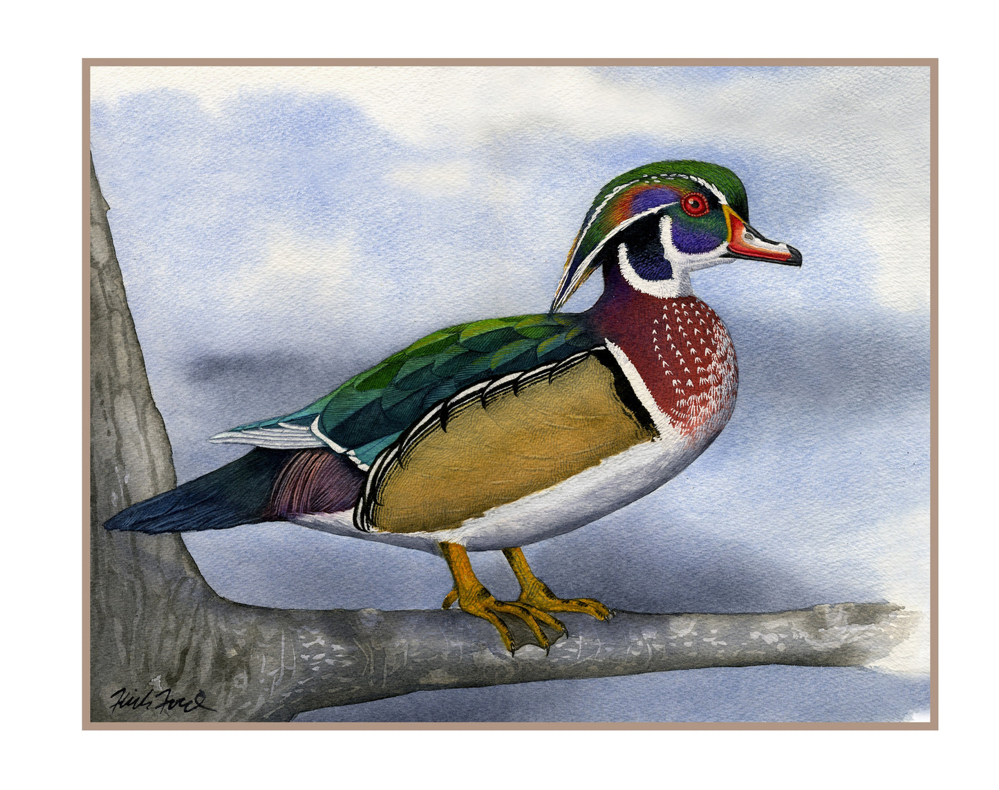 Wood Duck