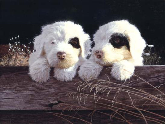 Old English Sheepdog Pups