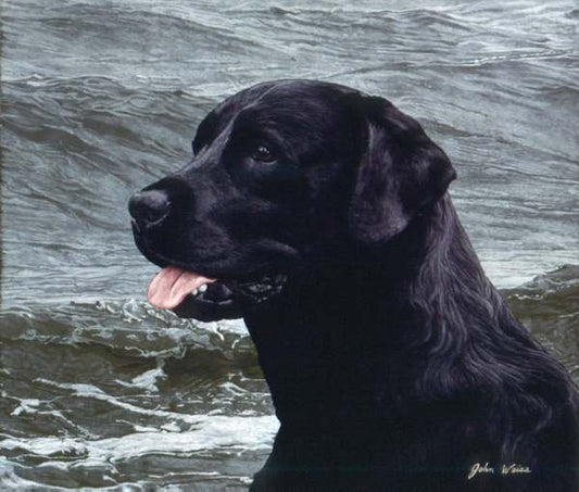 Of The Finest Breed: Black Labrador