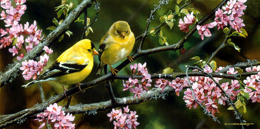 Gleam of Gold - Goldfinches