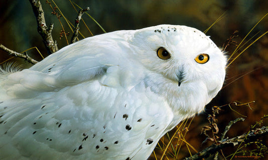 Amber Gaze-Snowy Owl