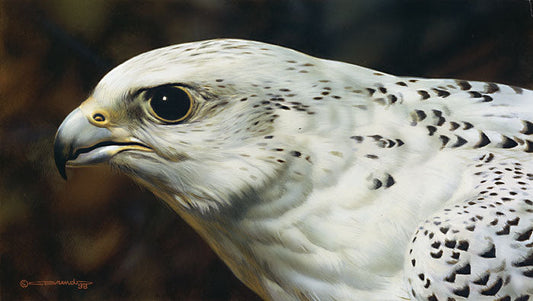 Gyrfalcon Portrait