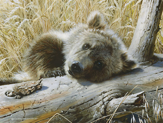 Time Out - Grizzly Cub