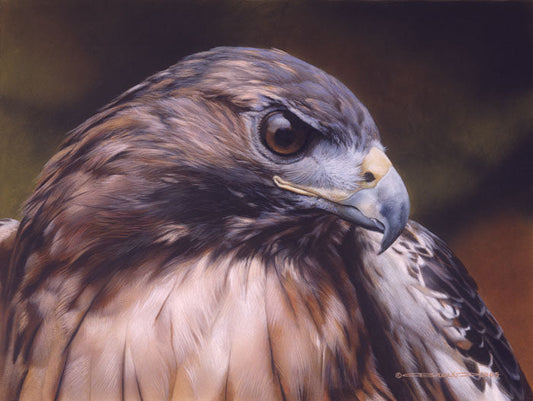 Red Alert -Red Tailed Hawk