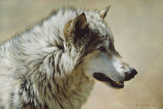 Steadfast and Resolute-Gray Wolf Portrait