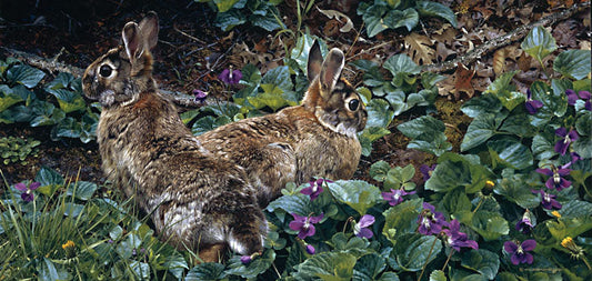 Violet Trails and Cottontails