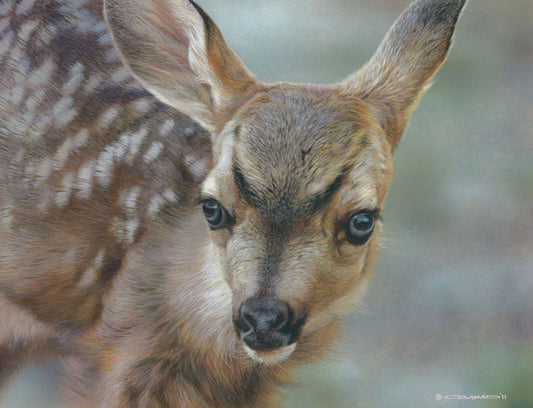 Spotted - Mule Deer Fawn