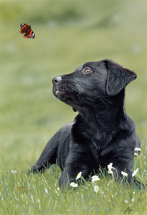 Bella and Butterfly