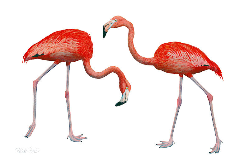 Dos Flamingos