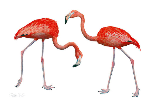 Dos Flamingos