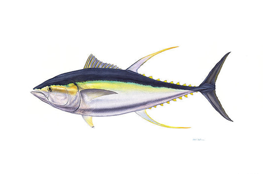 Trophy Yellowfin Tuna