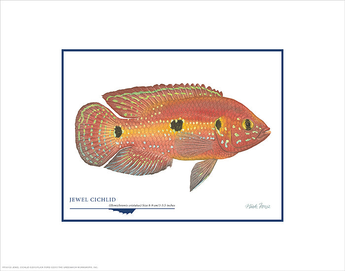 Jewel Cichlid Limited Edition Fine Art Greenwich