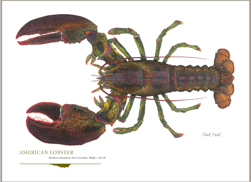 American Lobster Limited Edition Fine Art Greenwich
