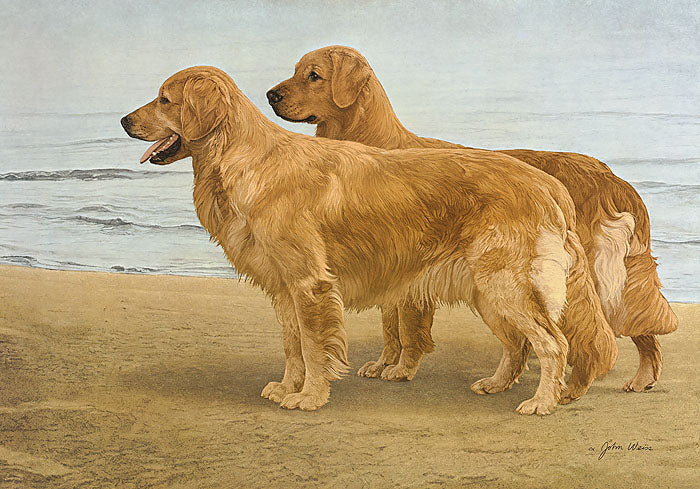 Goldens at The Shore