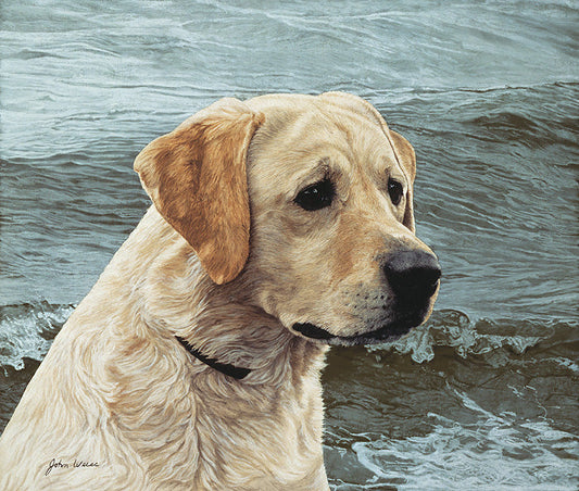 Of The Finest Breed: Yellow Labrador