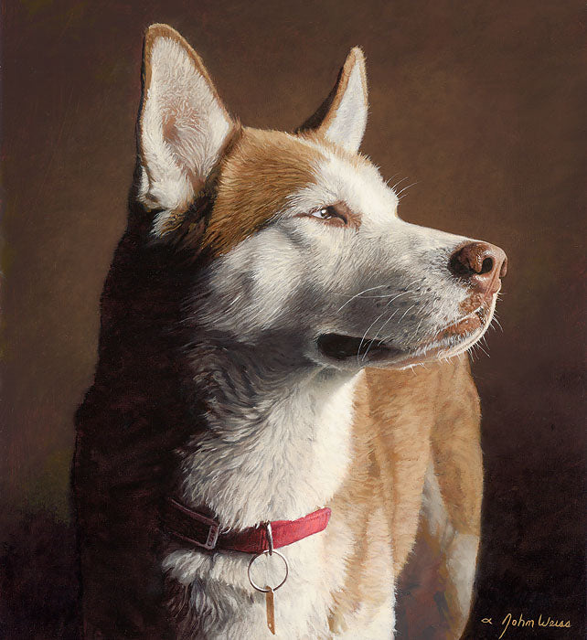 Husky Limited Edition Fine Art Greenwich