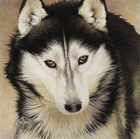 Quiet Time Companions: Siberian Husky