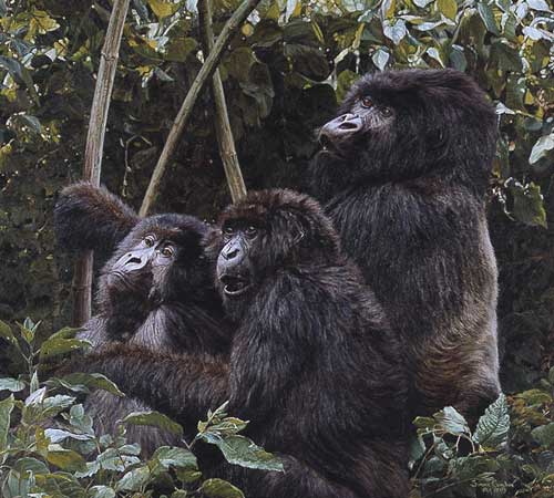 Mountain Gorillas