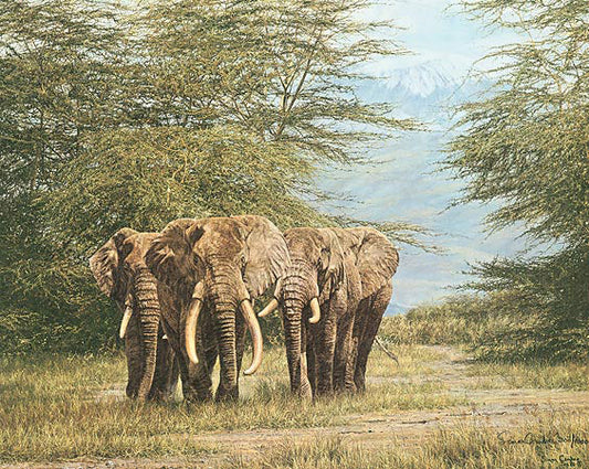 Amboseli Ancients