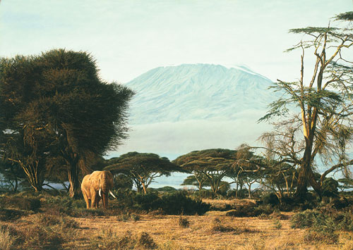 Kilimanjaro Morning