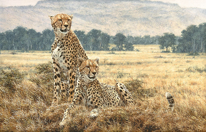 Cheetah Pair