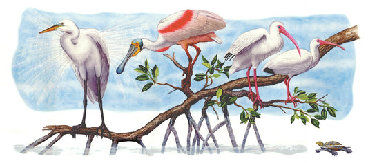 Shorebirds in the Mangroves