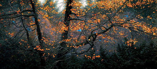 Steller Autumn