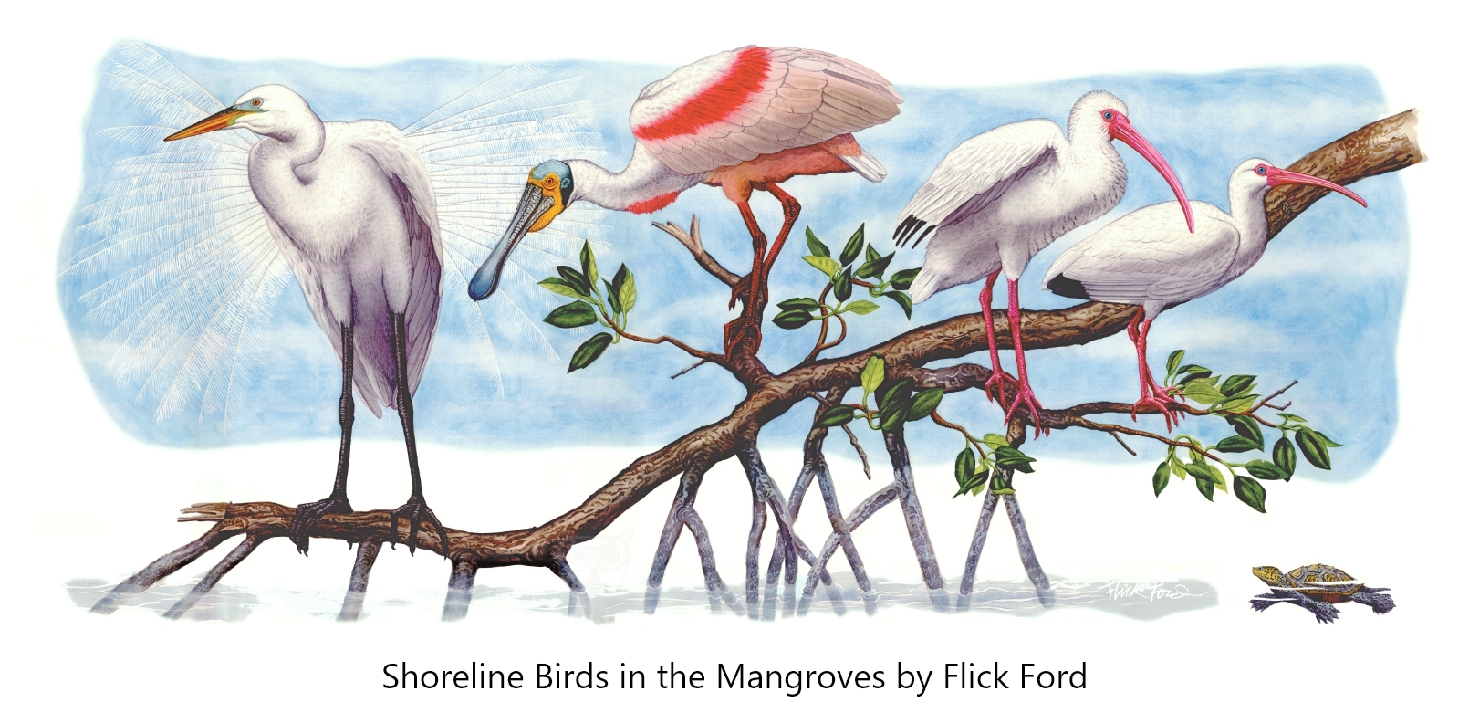 Shorebirds in the Mangroves